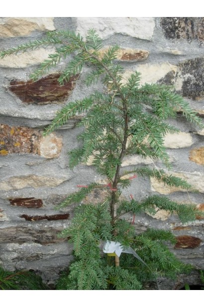 Tsuga heterophylla ’Glauca’